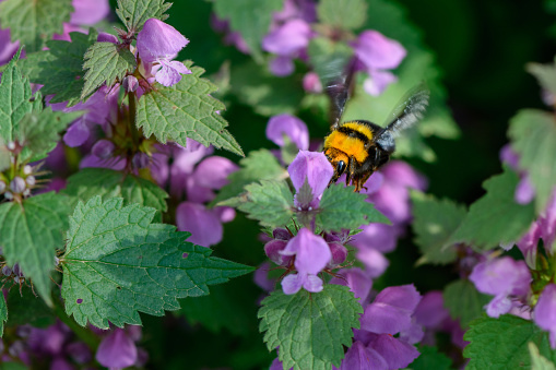 Bumble-bee sitting on flowers. Vivid close-up with one bee within summer flowers.