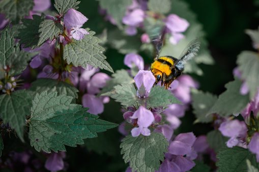 Bumble-bee sitting on flowers. Close-up with one bee within summer flowers.