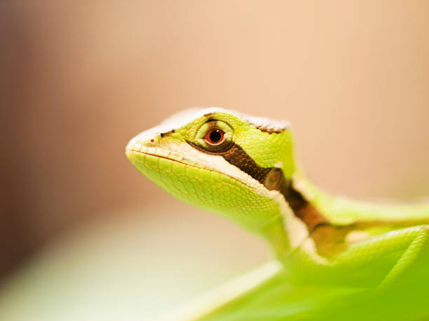 istock Head of Serated Caquehesd Iguana - Laemanctus serratus 636027268