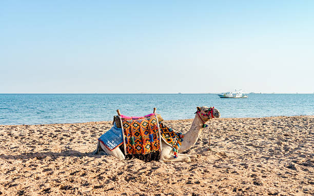Camel ride around the pyramids of Giza, photographs of camels and their red ornament, sandy and warm-toned landscape. Idyllic scene, with happy and adventurous tourists living the dream of their lives. Cairo, Egypt.