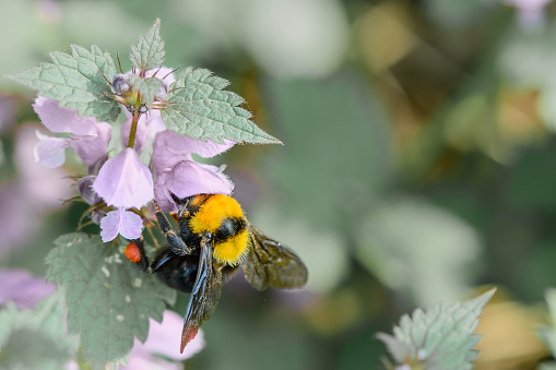 Bumble-bee sitting on flowers on blue background. Horizontal close-up with one bee within summer flowers.