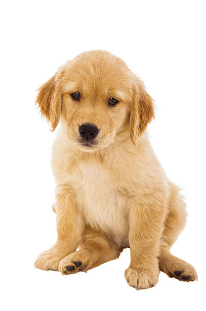 istock Cute young puppy sitting on a white background 636027652