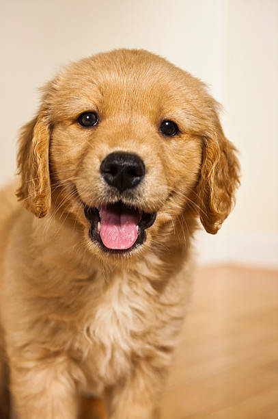 istock Happy 7 week old puppy looking at the camera 636027678