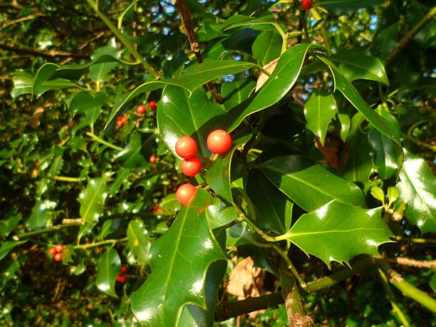 Scarlet holly berries and green holly leaves (Ilex aquifolium) Scarlet holly berries and green holly leaves (Ilex aquifolium). Traditional symbol of Christmas. Norfolk, UK. spined stock pictures, royalty-free photos & images