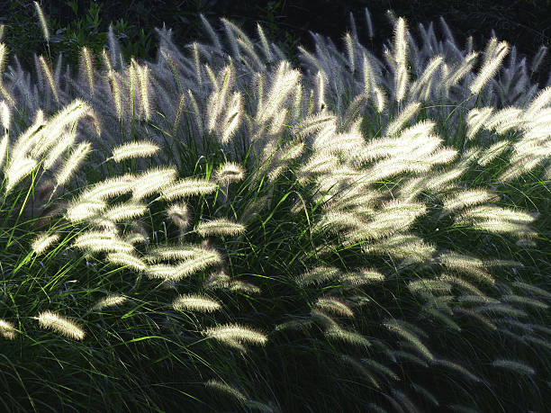 istock willows in late day sun Easthampton,New York 636029662