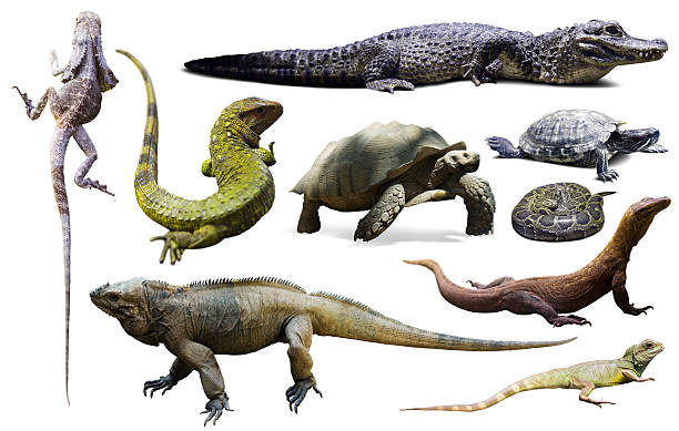 istock set of reptiles isolated 636032936
