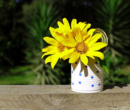 A single recycled food can with three Mexican sunflowers at rustic window.   