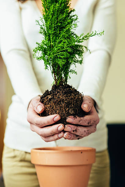 istock Woman's hands transplanting plant. 636033784