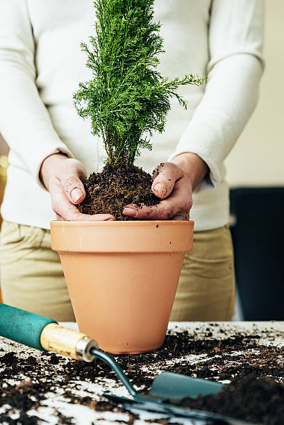 istock Woman's hands transplanting plant. 636033922