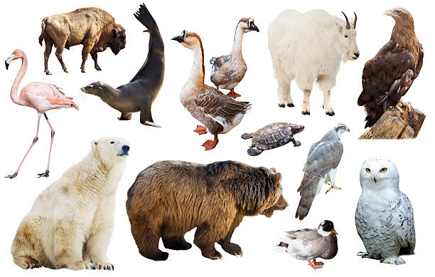 istock north american animals isolated 636033940