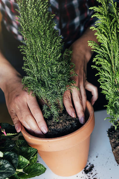 istock Woman's hands transplanting plant. 636033988