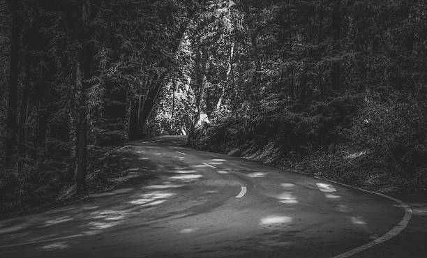 istock Road to nature in black and white 636034158