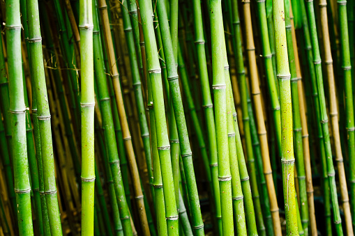 Plantas de bambú en el jardín photo