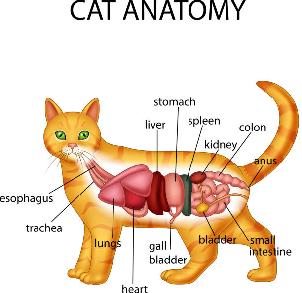 anatomie der katze - tierische bauchspeicheldrüse stock-grafiken, -clipart, -cartoons und -symbole