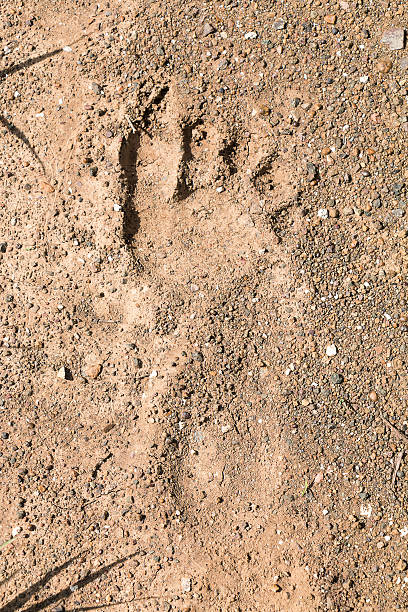 istock Human footprints on the ground, right foot. 636039940