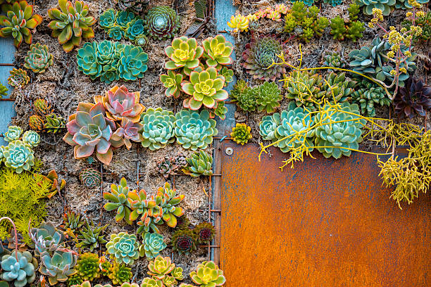istock Flowers plant on a roasted metal wall 636040788