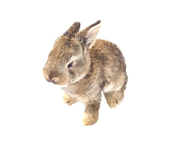 istock Brown Baby Flemish Giant Rabbit Isolated on White Background 636040910