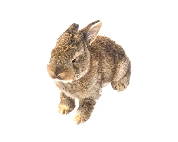 istock Brown Baby Giant Rabbit Isolated on White Background 636041276