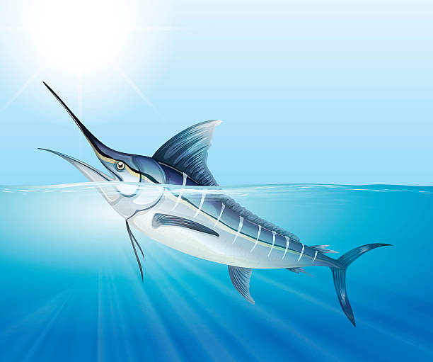 istock Tuna swimming in the sea 636041348