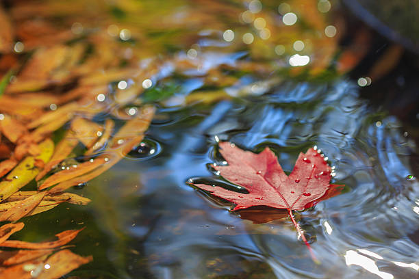 istock Maple leaf on water with other leaves. 636041892