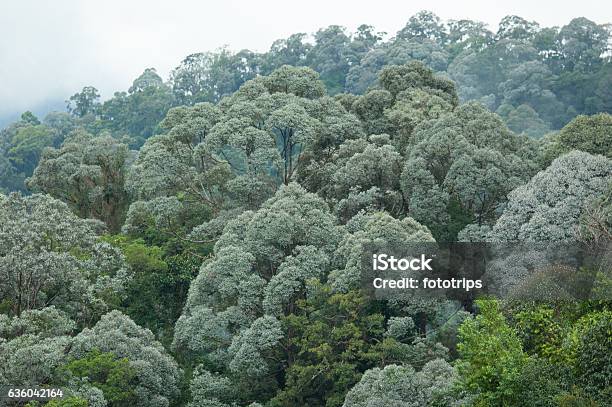Tropical Rainforest In Halabala Wildlife Sanctuary Of Thailand Stock Photo - Download Image Now