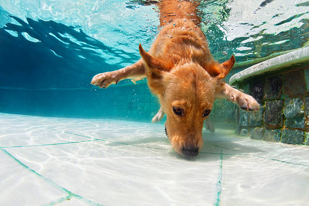 istock Dog diving underwater in swimming pool 636043154