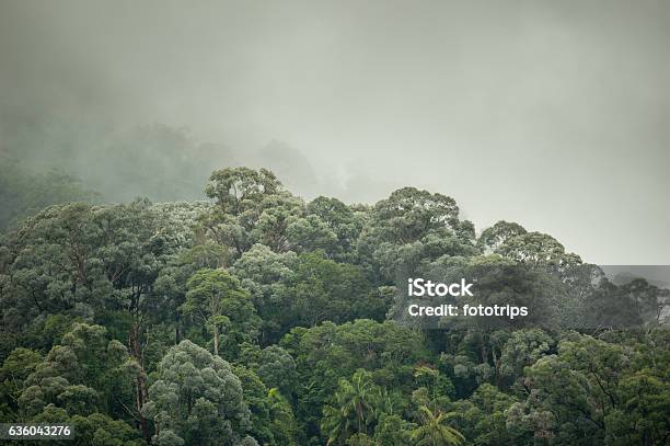 Tropical Rainforest In Halabala Wildlife Sanctuary Of Thailand Stock Photo - Download Image Now