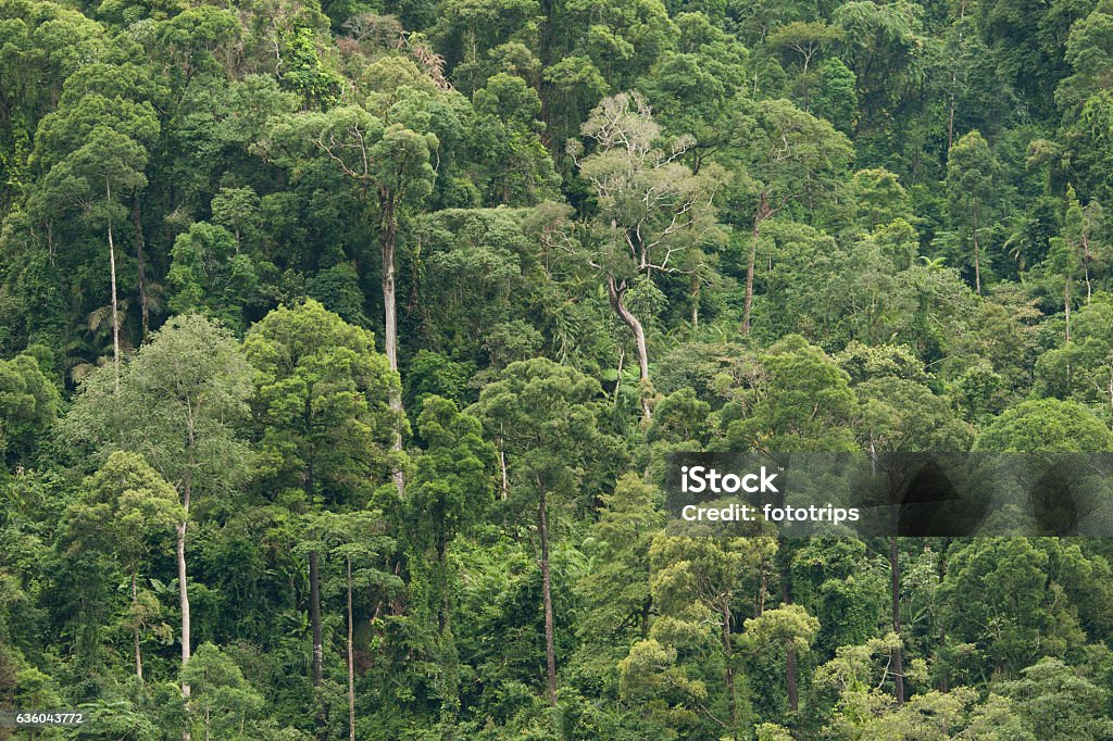 tropical rainforest in  Hala-Bala Wildlife Sanctuary of Thailand tropical rainforest in  Hala-Bala Wildlife Sanctuary of Thailand , nature background.tropical rainforest in  Hala-Bala Wildlife Sanctuary of Thailand , nature background. Asia Stock Photo