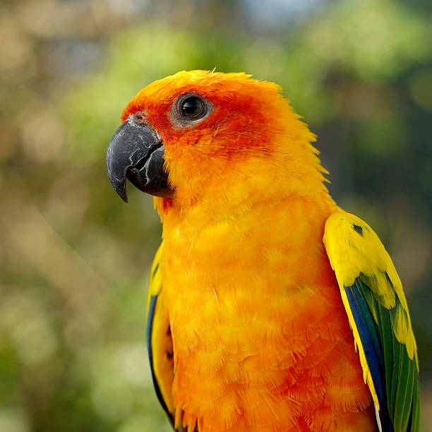 istock sun conure, beautiful yellow parrot bird 636044610