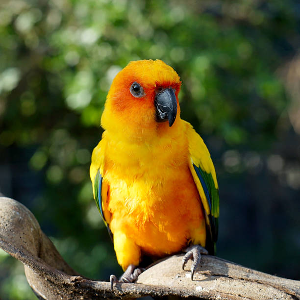 istock sun conure, beautiful yellow parrot bird 636044868