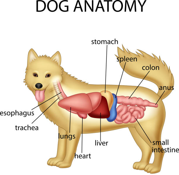 anatomie des hundes - tierische bauchspeicheldrüse stock-grafiken, -clipart, -cartoons und -symbole