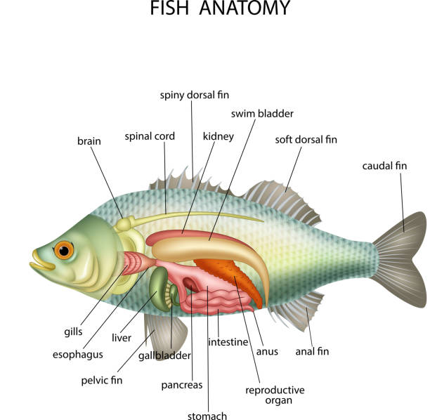 ilustrações, clipart, desenhos animados e ícones de anatomia dos peixes - espinha dorsal de animal