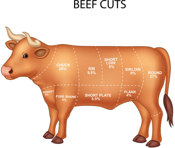Cut of beef set Illustration of Cut of beef set chuck drill part stock illustrations