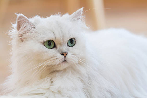 White Persian cats Lovely White Persian cats on the floor white persian cat stock pictures, royalty-free photos & images