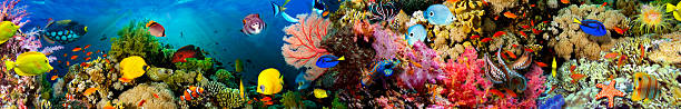 coralli marini. panorama. - reef fish foto e immagini stock