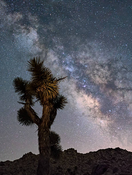 istock the Joshua tree and the Milky Way 636050056