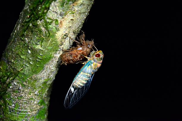 istock Unique bug transformation moment in Danum Valley, Sabah Borneo 636050376