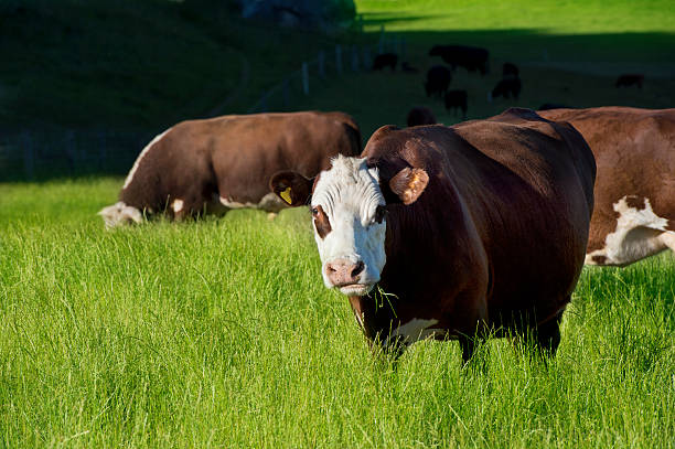 istock Hereford Cows, New Zealand 636050520