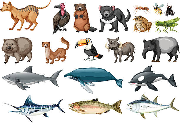 Set Of Different Types Of Wild Animals Stock Illustration - Download Image  Now - Animal, Animal Wildlife, Anteater - iStock