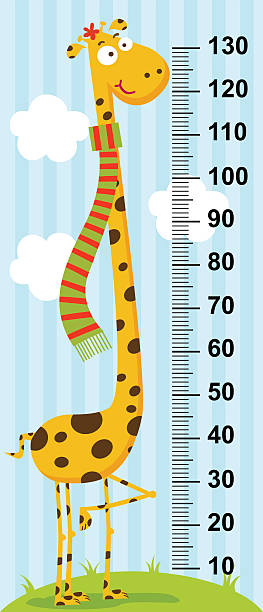 long neck giraffe height measure vector art illustration