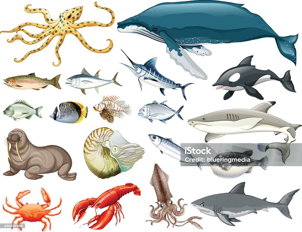 Set of different types of sea animals Set of different types of sea animals illustration Sea Life stock vector
