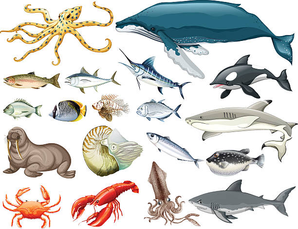 Set Of Different Types Of Sea Animals Stock Illustration - Download Image Now - Sea Life, Whale, Murderer - iStock Set Of Different Types Of Sea Animals Stock Illustration - Download Image Now - Sea Life, Whale, Murderer - iStock