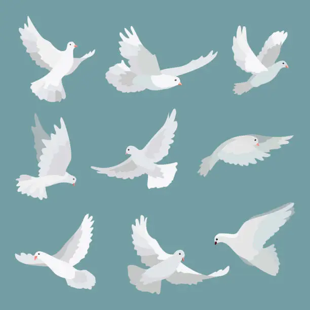 Vector illustration of Set white doves peace isolated on background. Vector bird illustration.