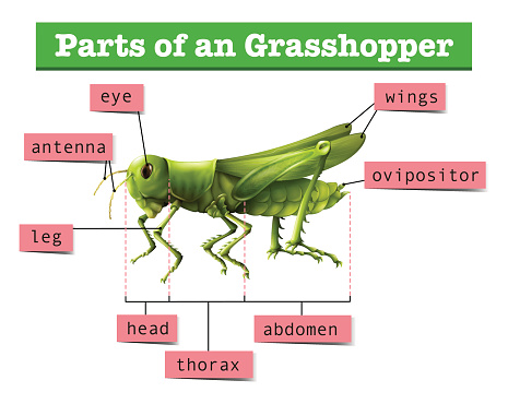 Diagram showing different parts of grasshopper illustration