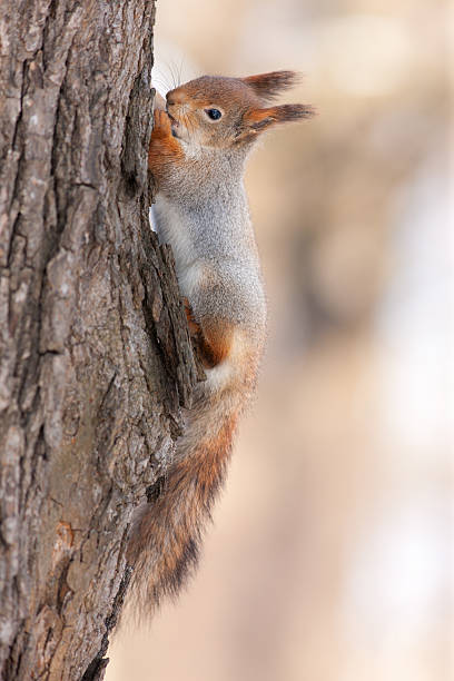 istock squirrel on the trunk of a pine 636054594