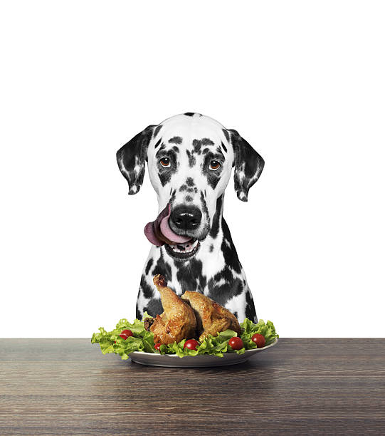 istock dalmatian dog is going to eat chicken 636054882