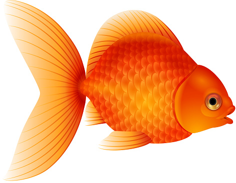 Ilustración de Peces Dorados De Dibujos Animados Aislados Sobre Fondo Blanco y más Vectores Libres de Derechos de Carpa dorada - iStock Ilustración de Peces Dorados De Dibujos Animados Aislados Sobre Fondo Blanco y más Vectores Libres de Derechos de Carpa dorada - iStock