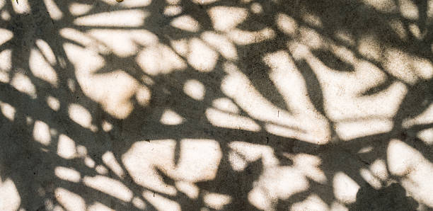 istock Shadows of the trees texture background. 636055450