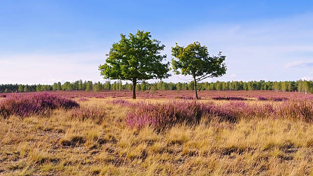 istock Heath landscape with flowering Heather 636056222