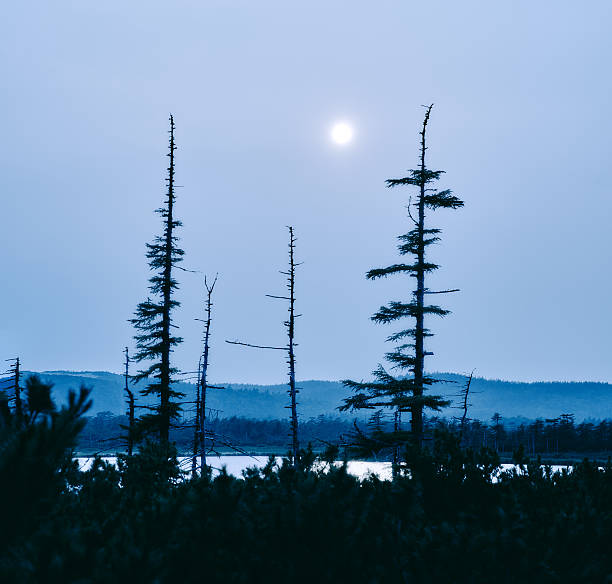 istock silhouette dry old, lake water,  moonlit night 636056424